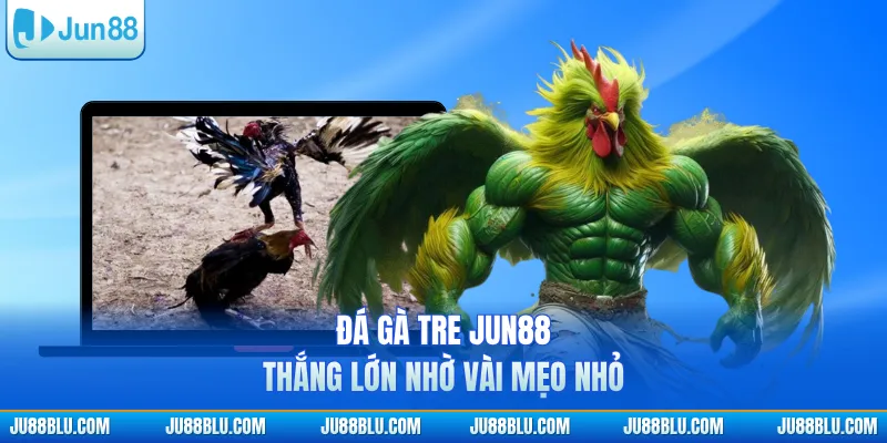 Đá gà tre JUN88 thắng lớn nhờ vài mẹo nhỏ